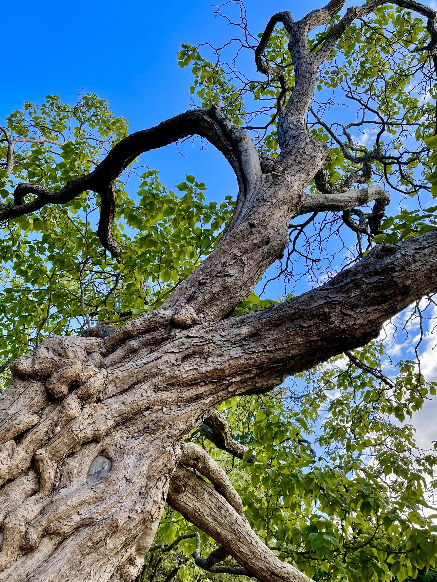 #treestr #grownstr #nature #photography #photostr #lovestr…