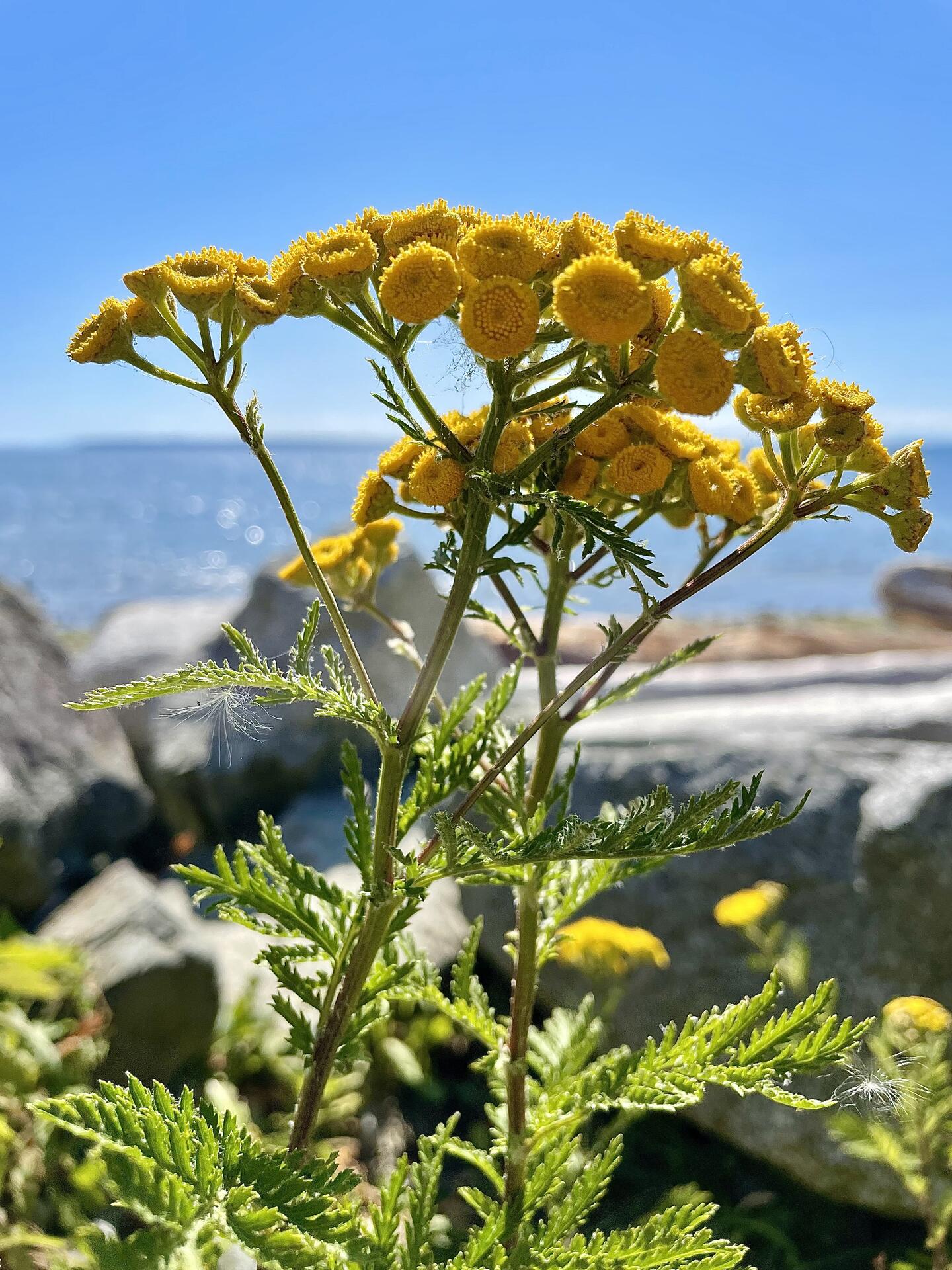 🌊💛🌼