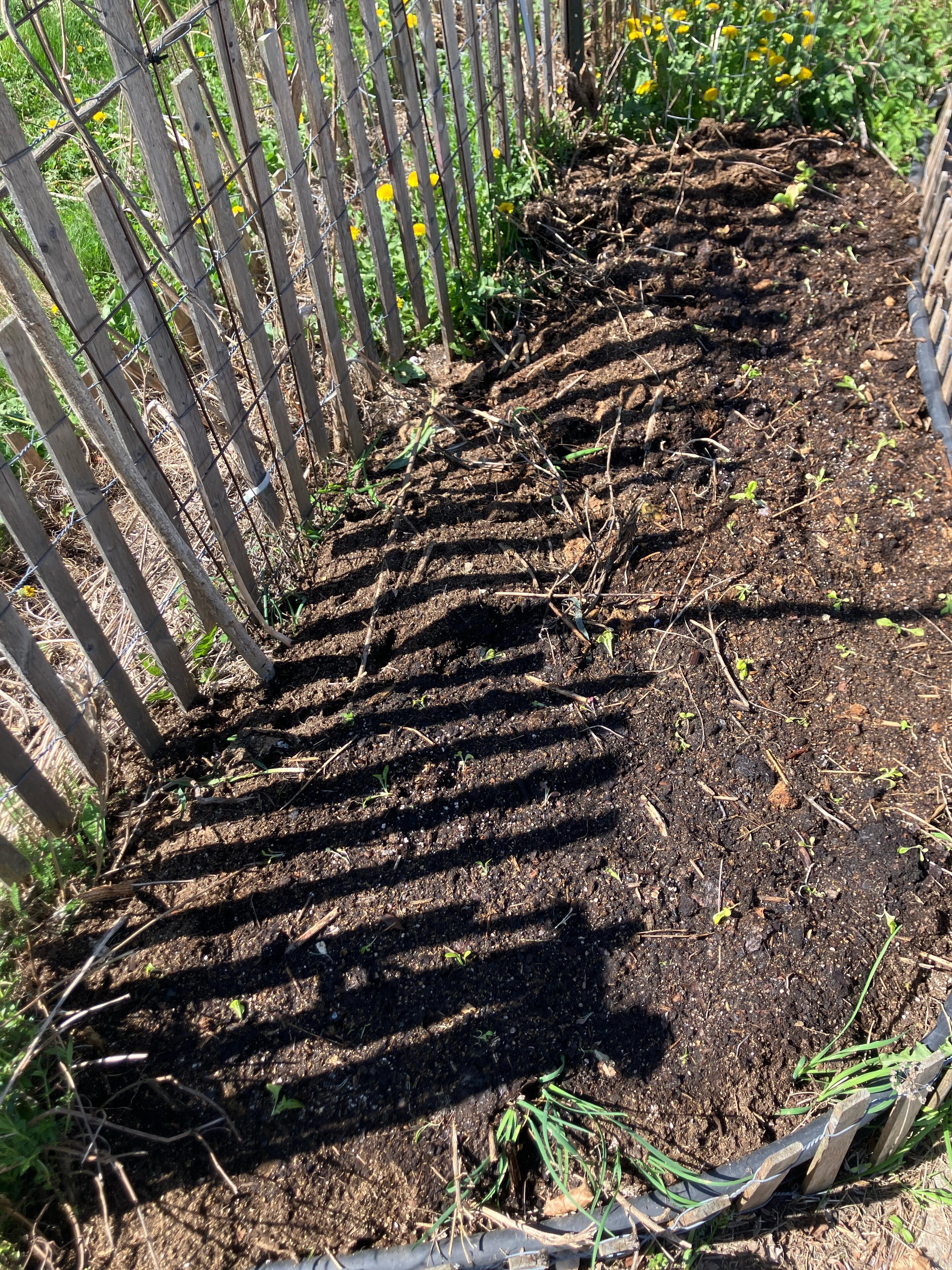 Lettuce has gone in at the…