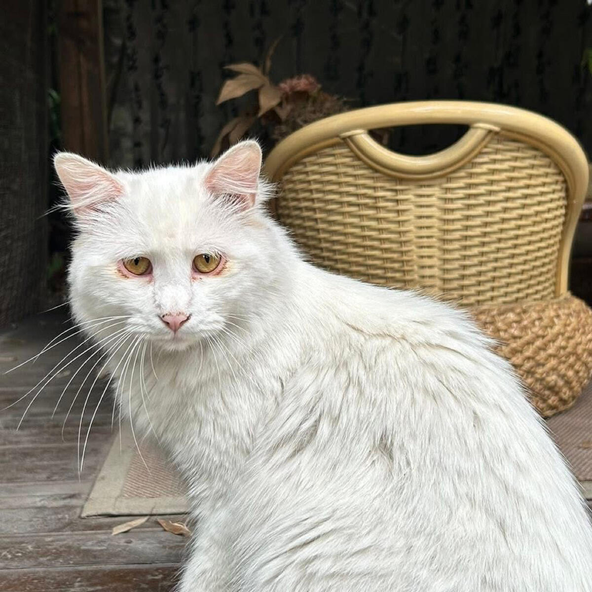 Katto Kitto