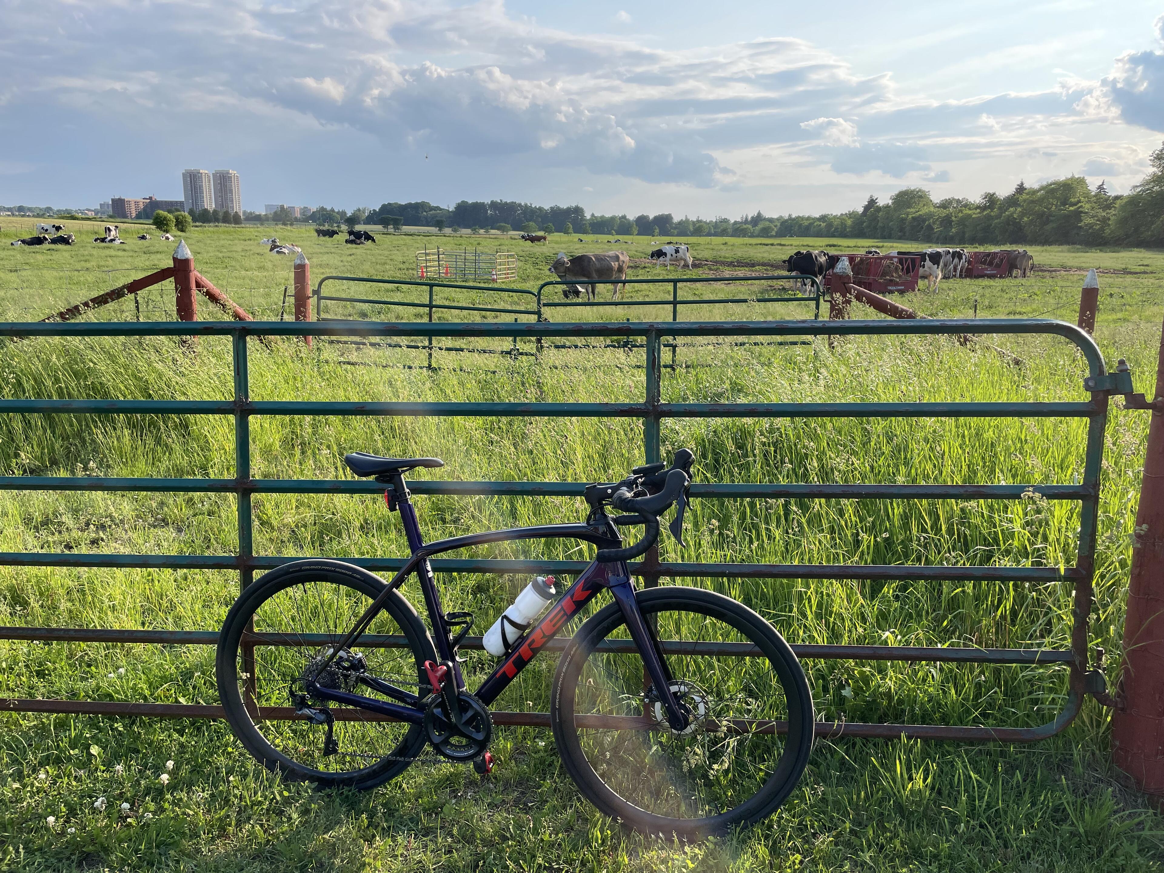 Visiting the cows at the Experimental…