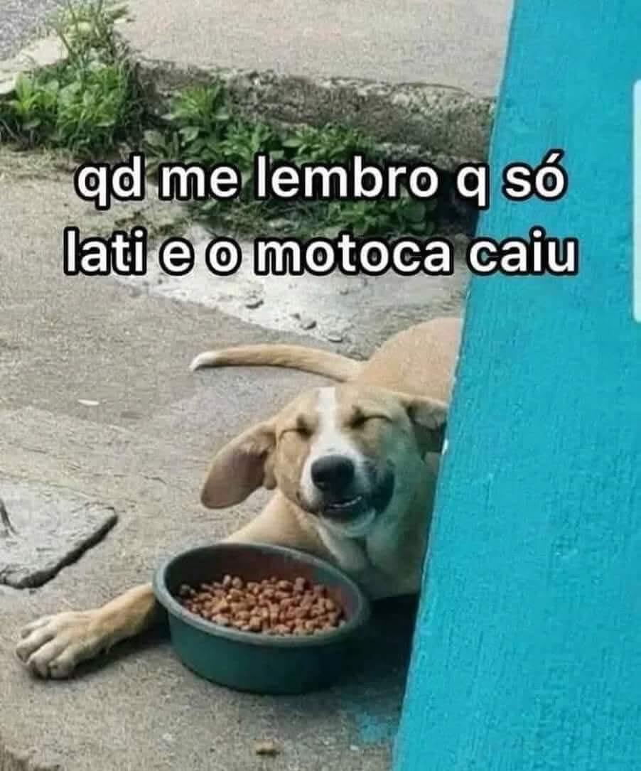 Cão sincero: