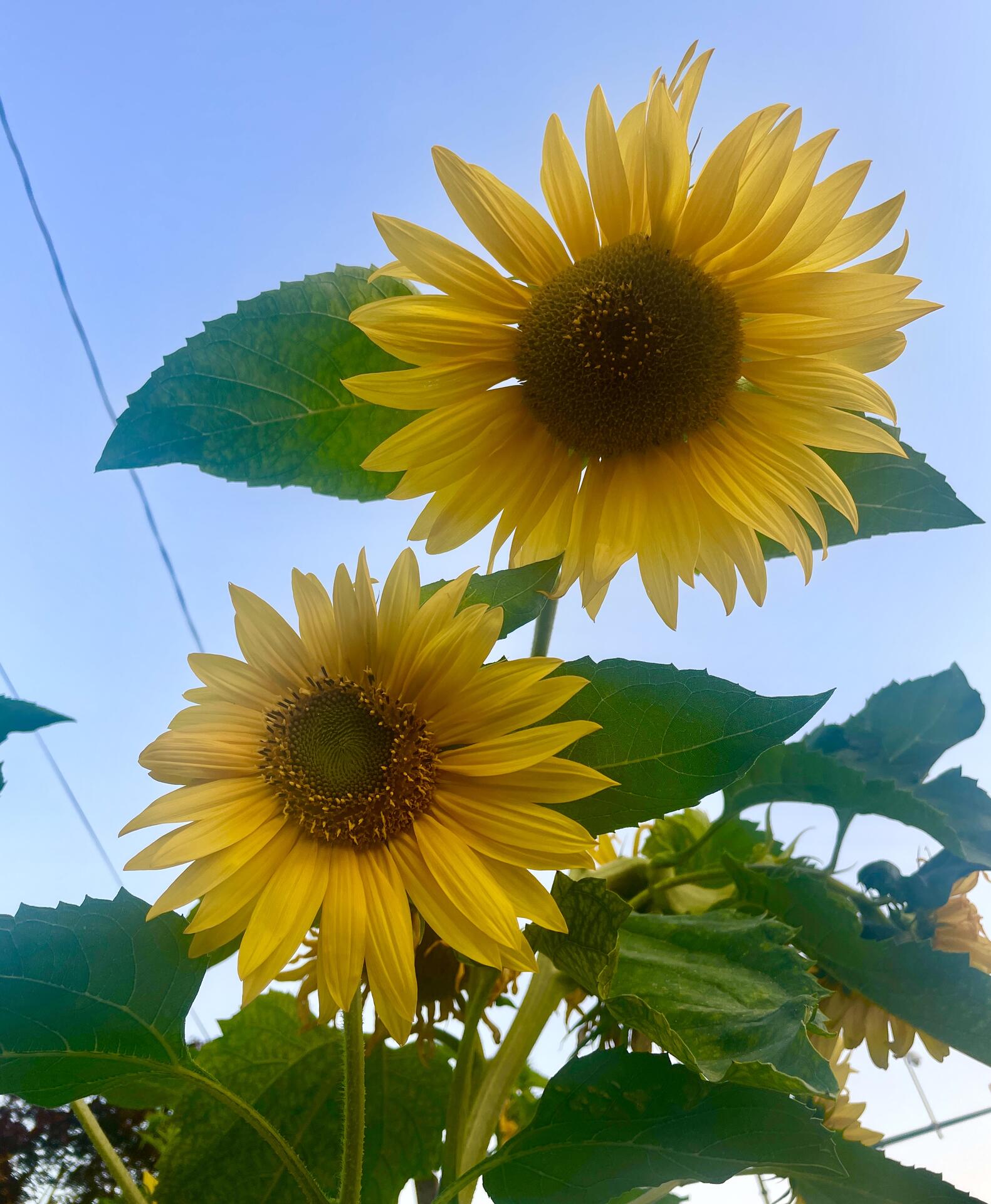 Sunflower season hasn’t left us…