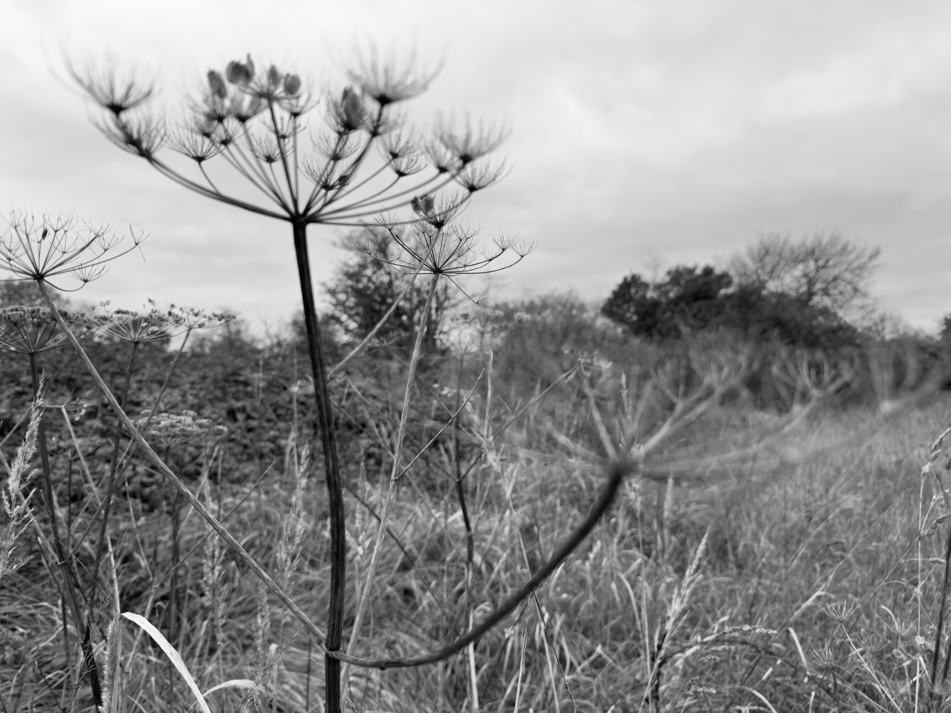 The skeletal shape of autumn nature.…