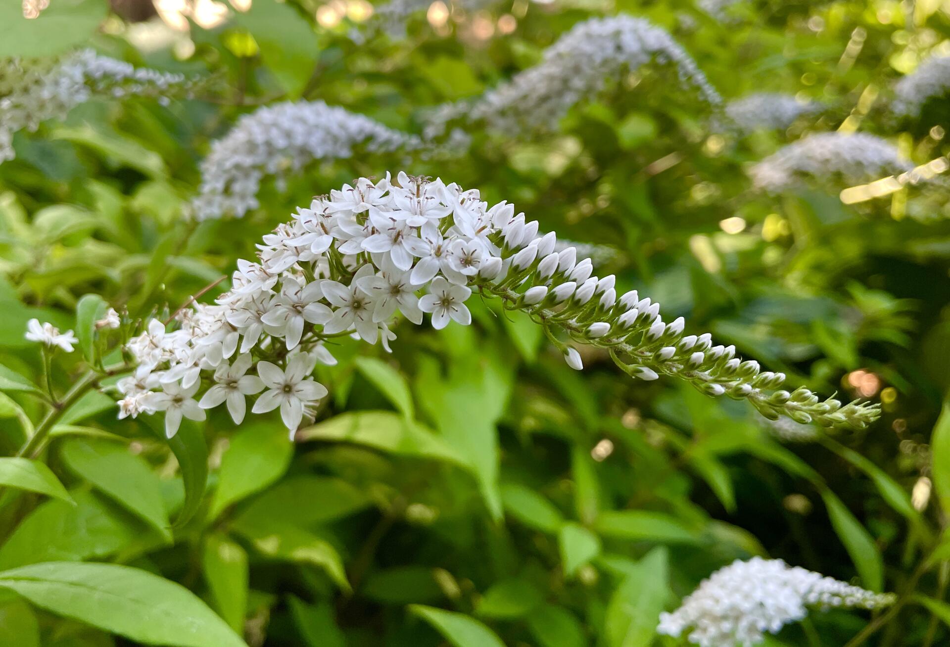 Tiny, delicate, flower buds each play…