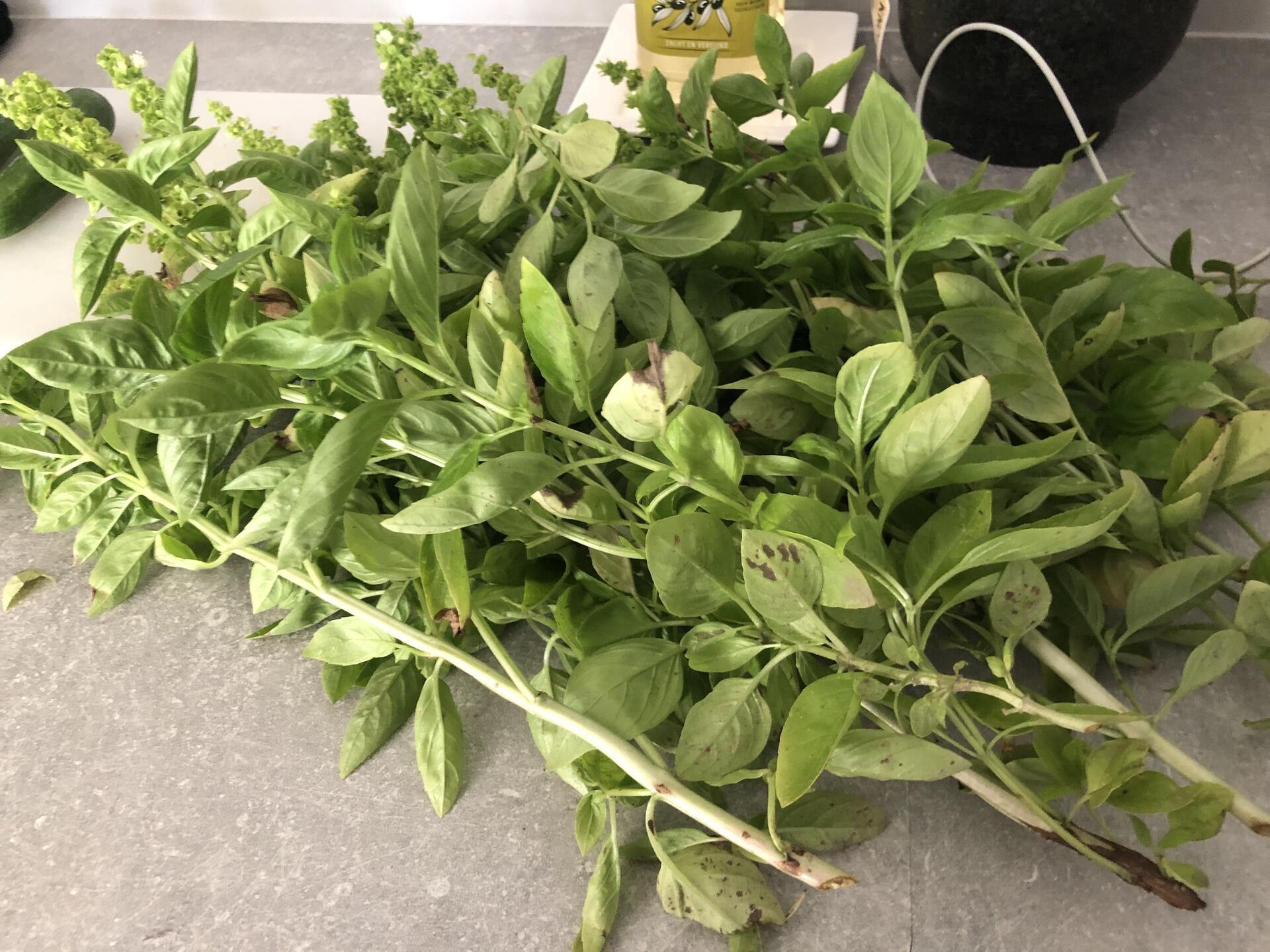 Too much basil from our garden.…