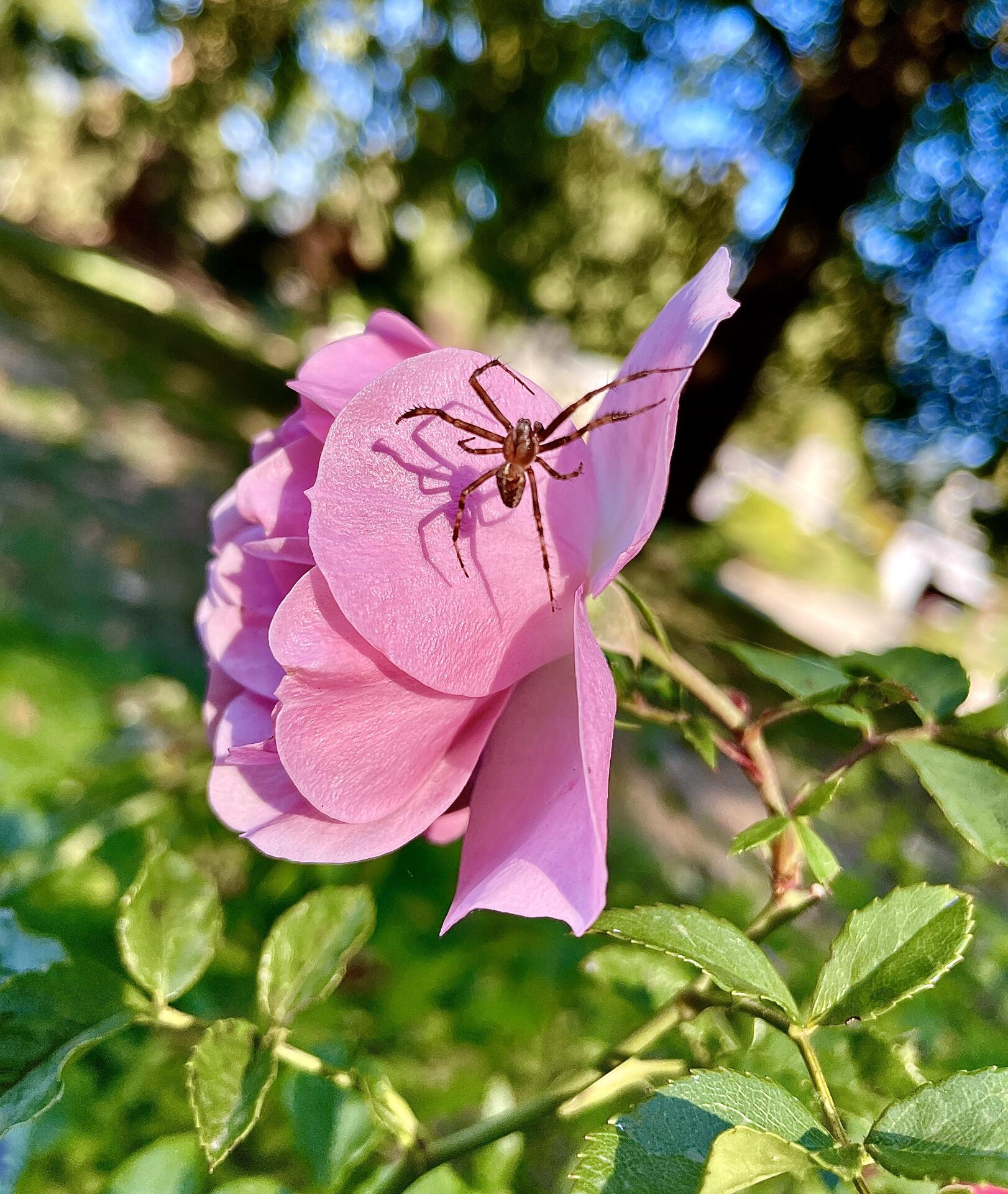 The itsy bitsy spider, crawled up…