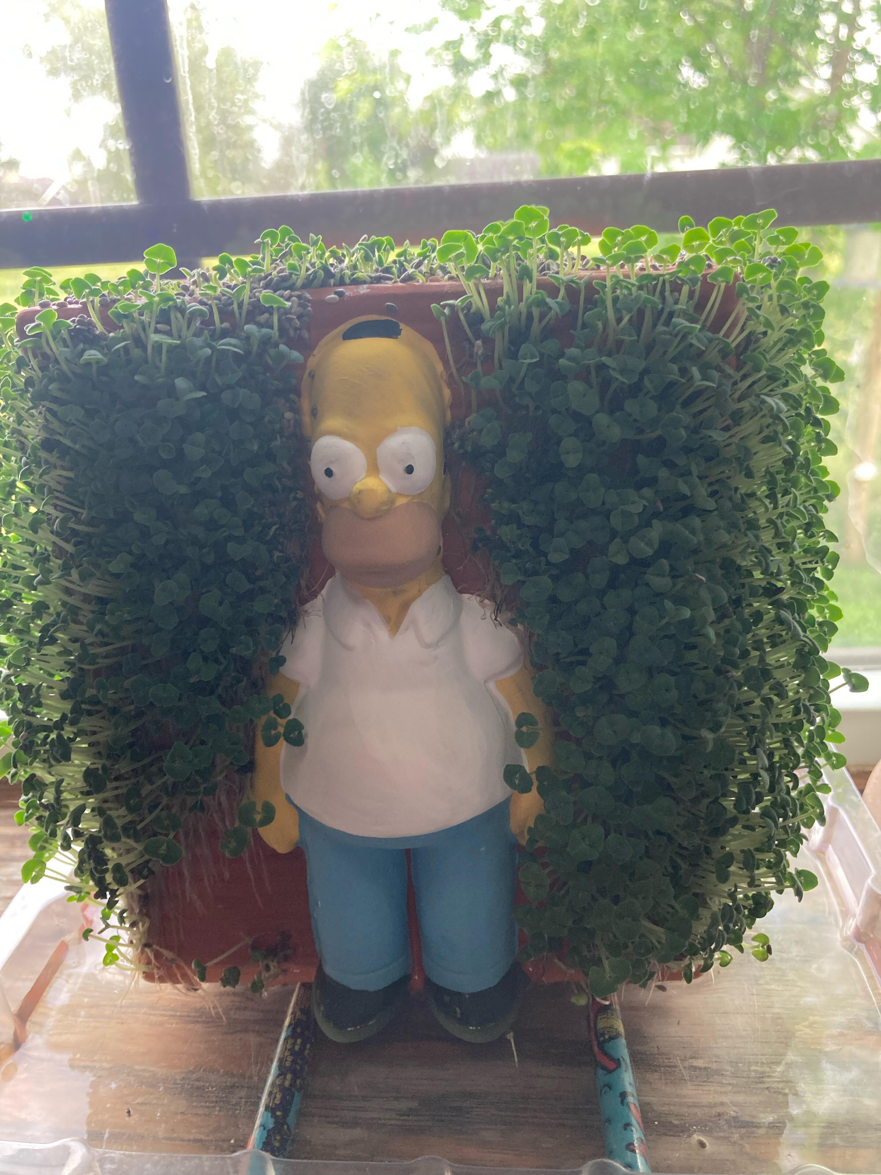 My hedge hiding Homer chia pet…