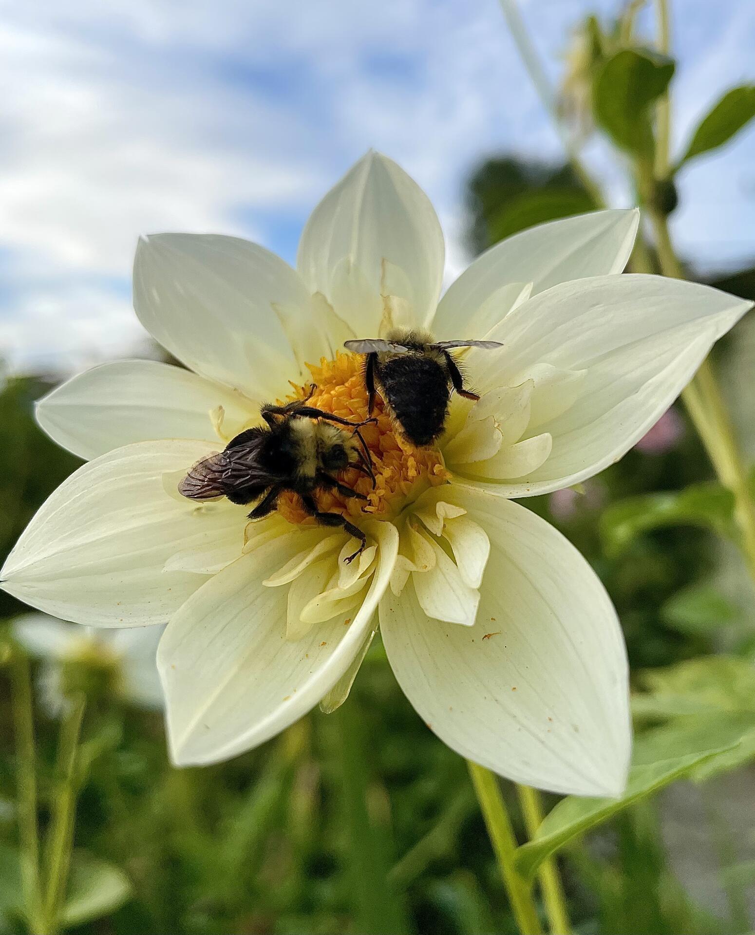 They be sucking that pollen like…