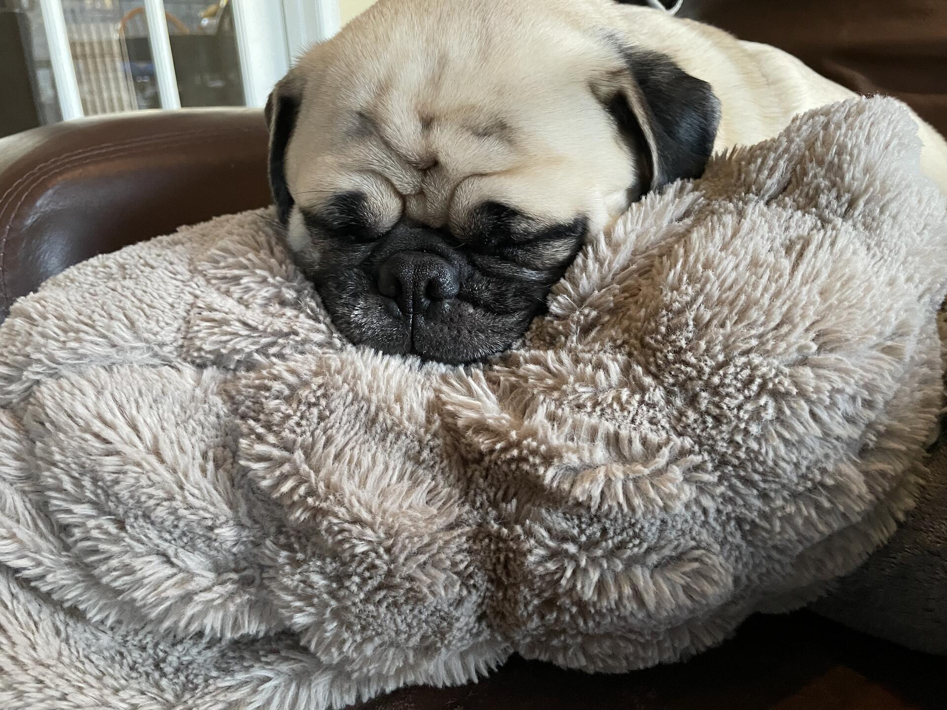 We have an extra pug with…