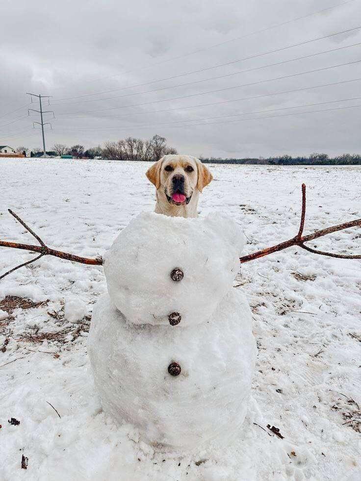 #dog #dogstr
