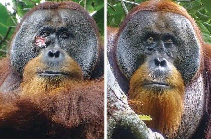This male sumatran orangutan is Raku:…
