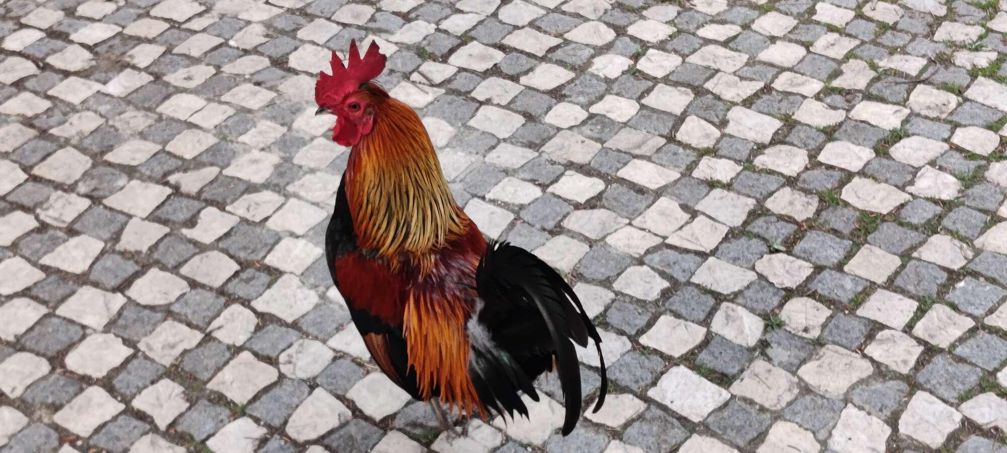 Cock