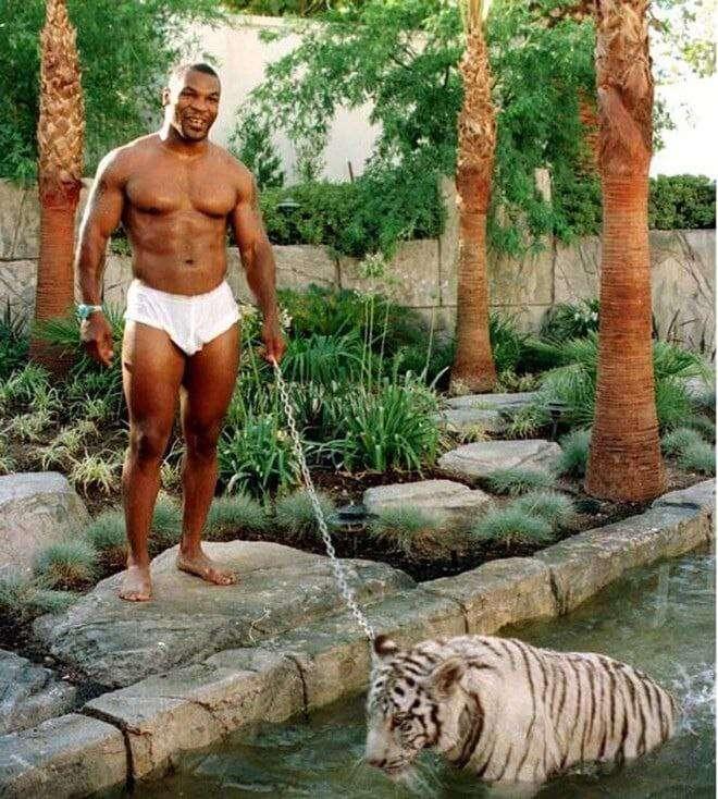 Mike #Tyson walking with his tiger,…