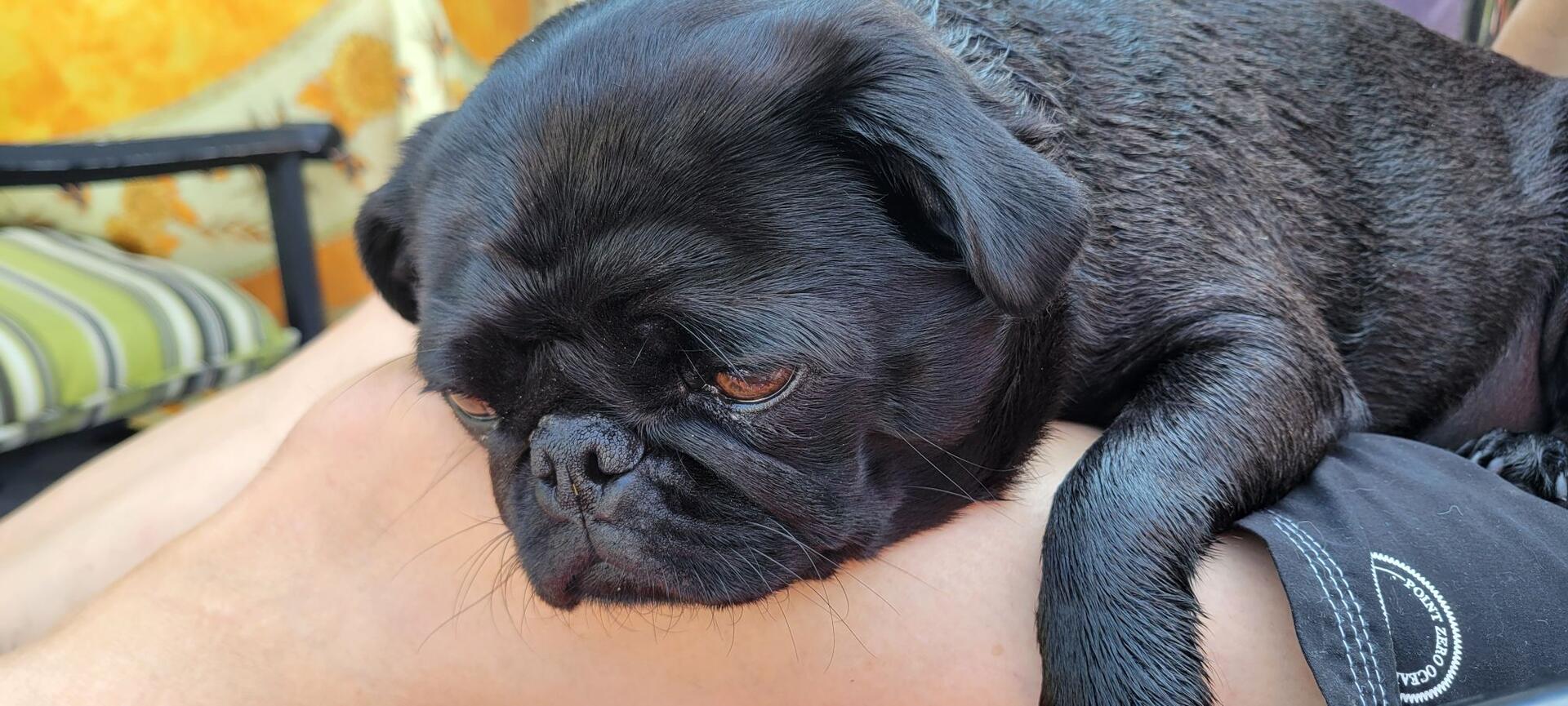 Freshly-washed npug chilling out on…