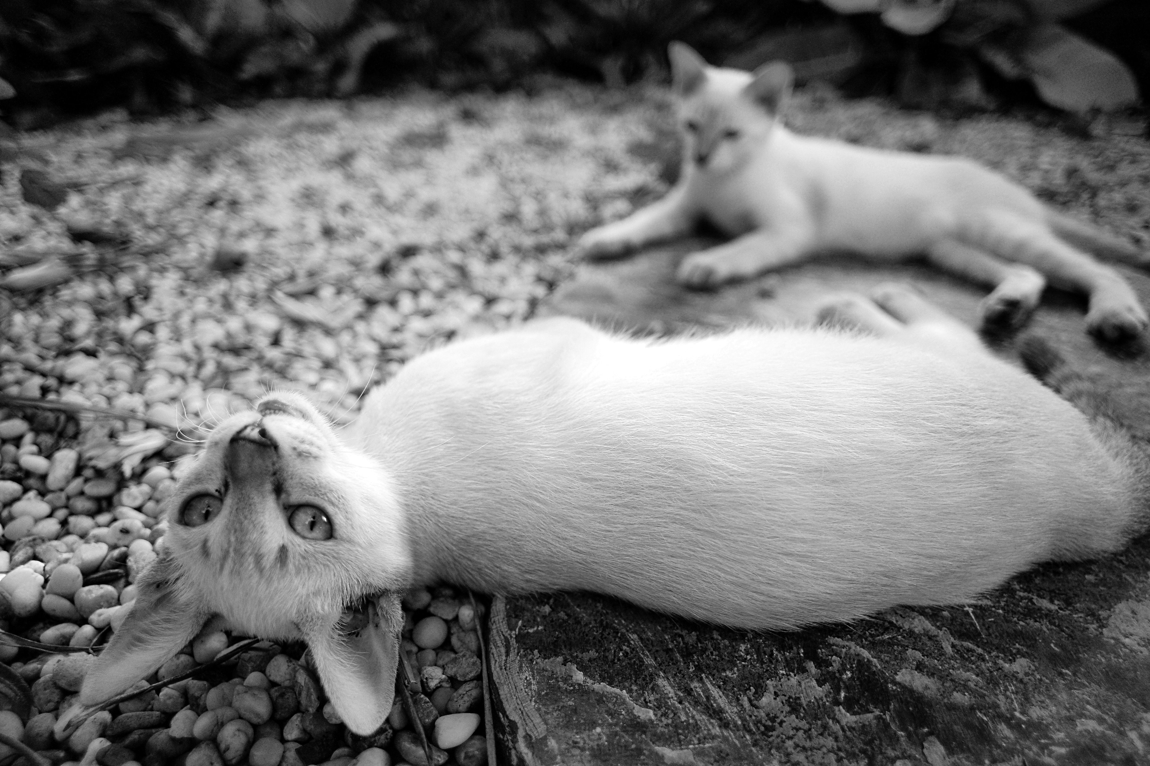 Cover image for A day in the garden with our white kittens! 