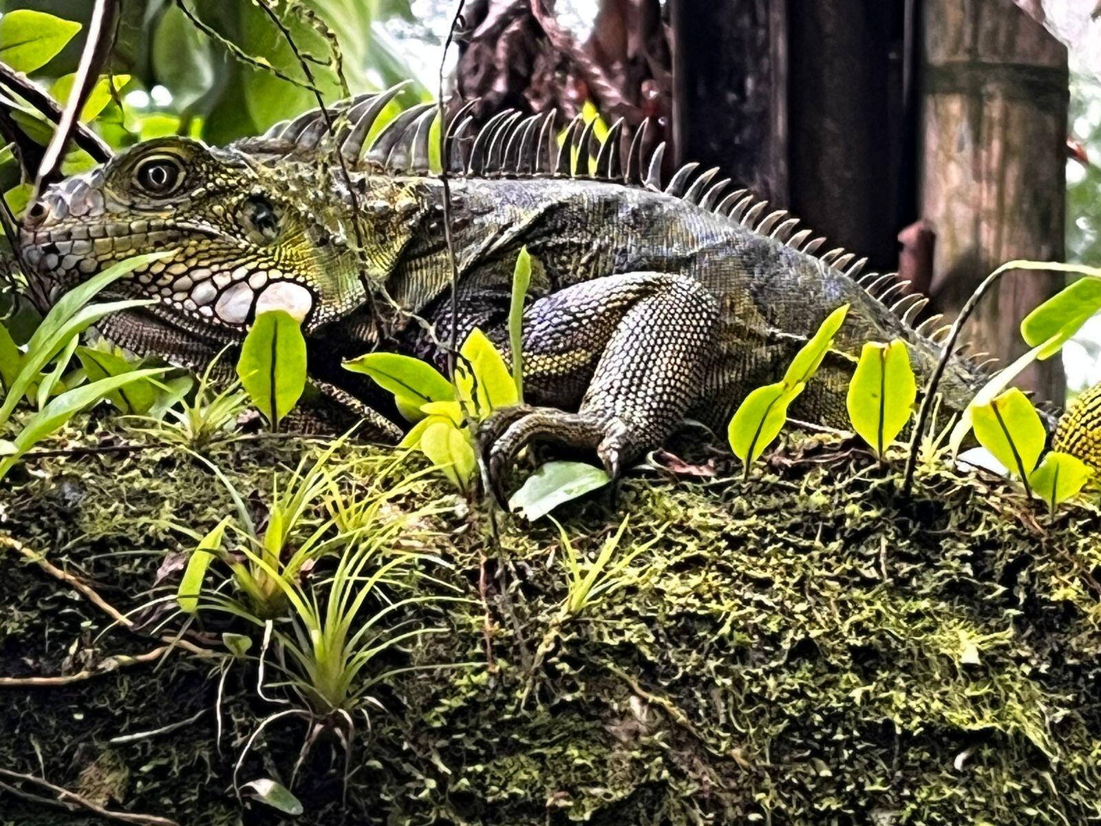 Small dinosaurs 🦎…