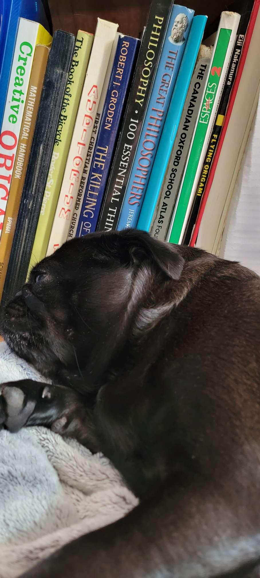 The philosopher pug