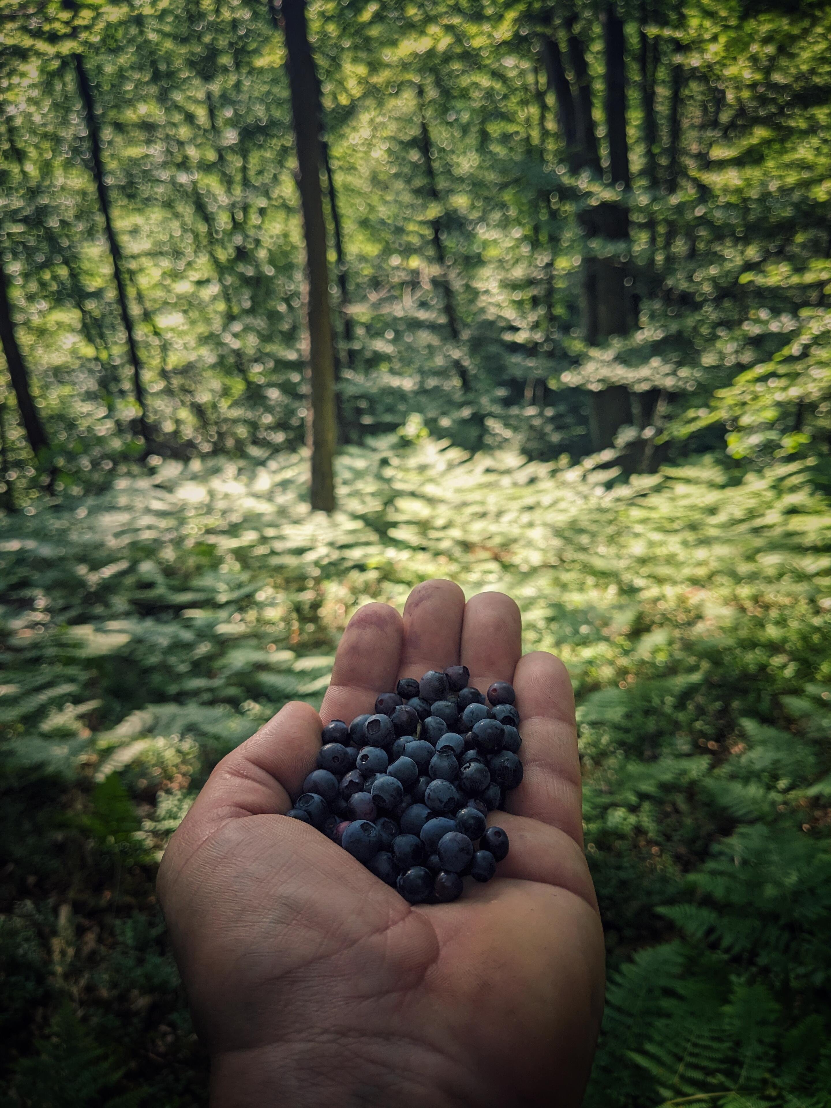 Fuel for a 19km hike. Just…