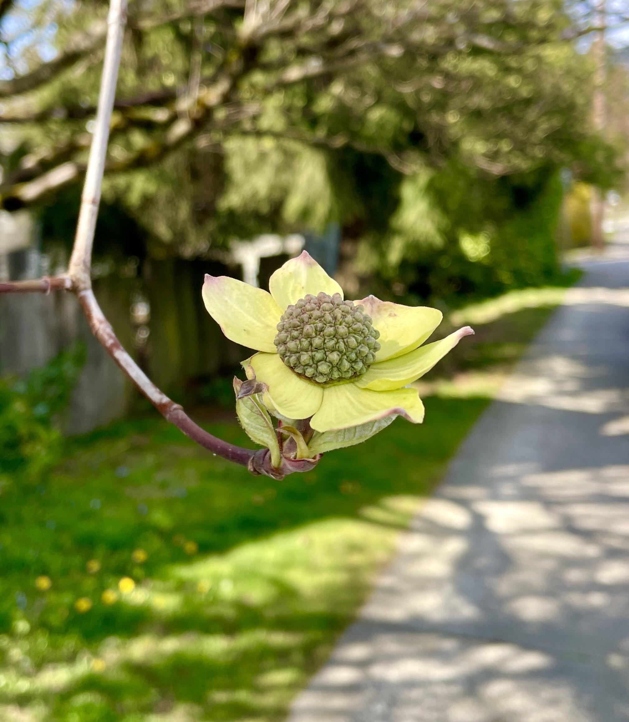 A walk a day keeps the…