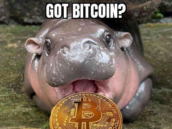 #bitcoin 65K 🚀🦛