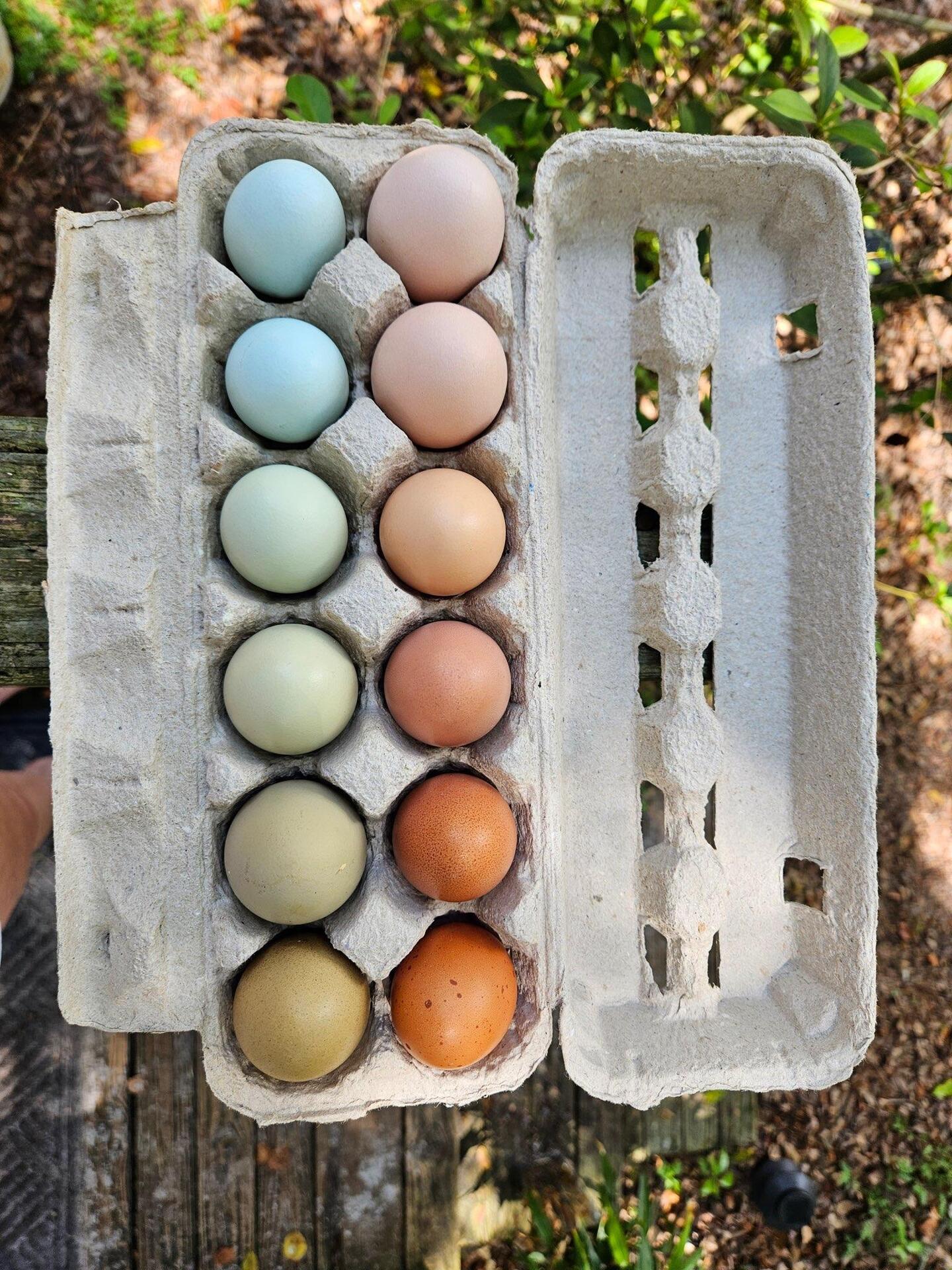 Dozen Farm Fresh Eggs