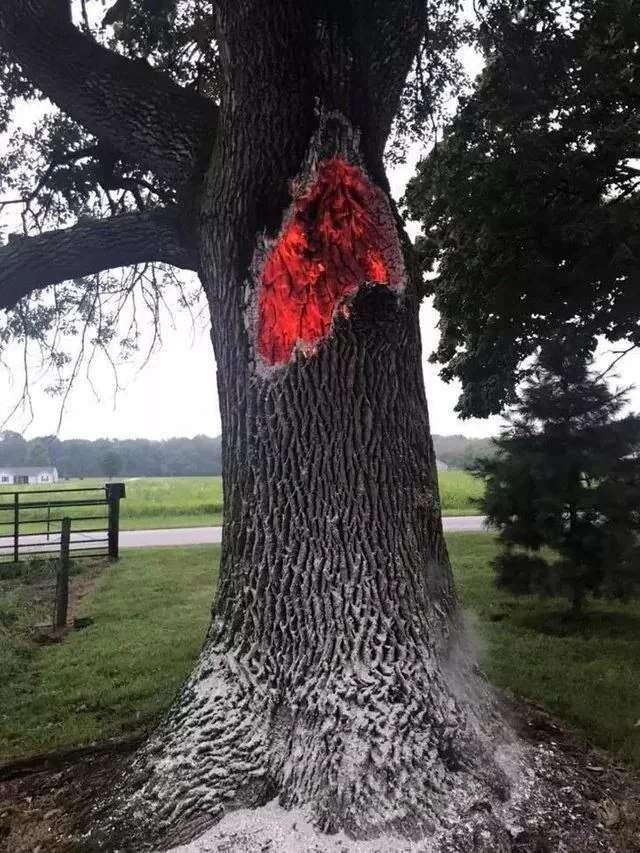 A tree after it survived getting…