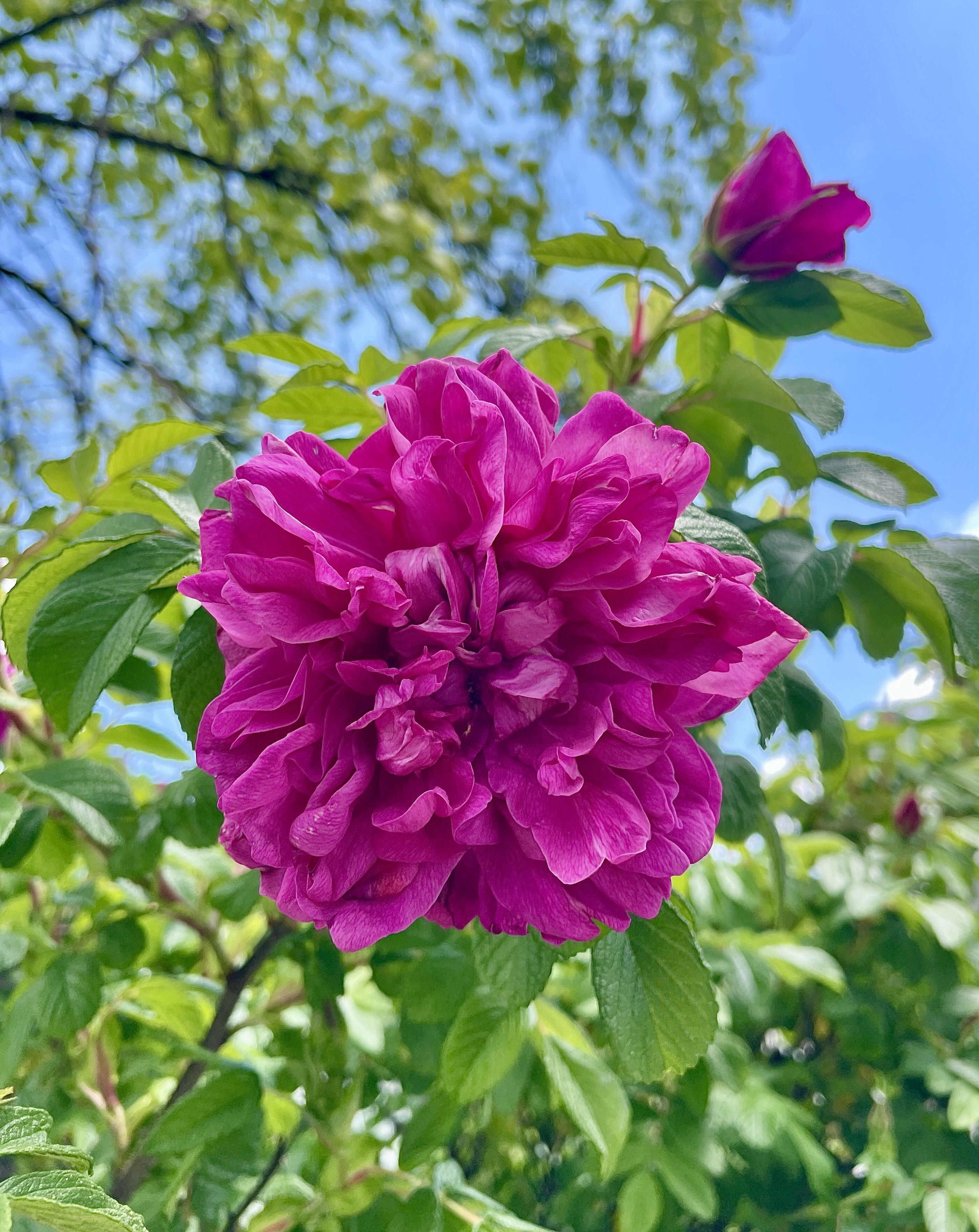 #photography #bloomscrolling #art #flowerstr  #treestr #nature