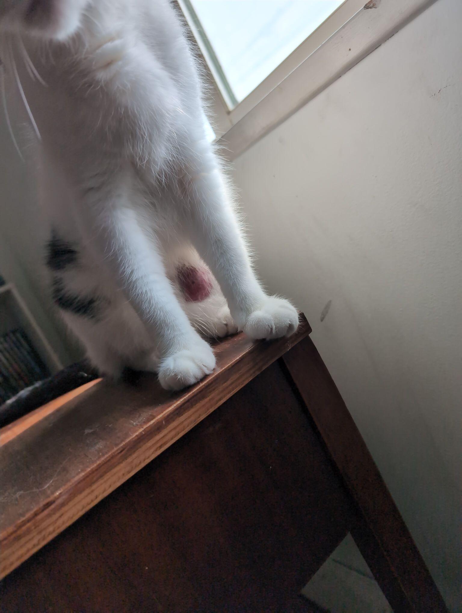 Just found out my poor little…