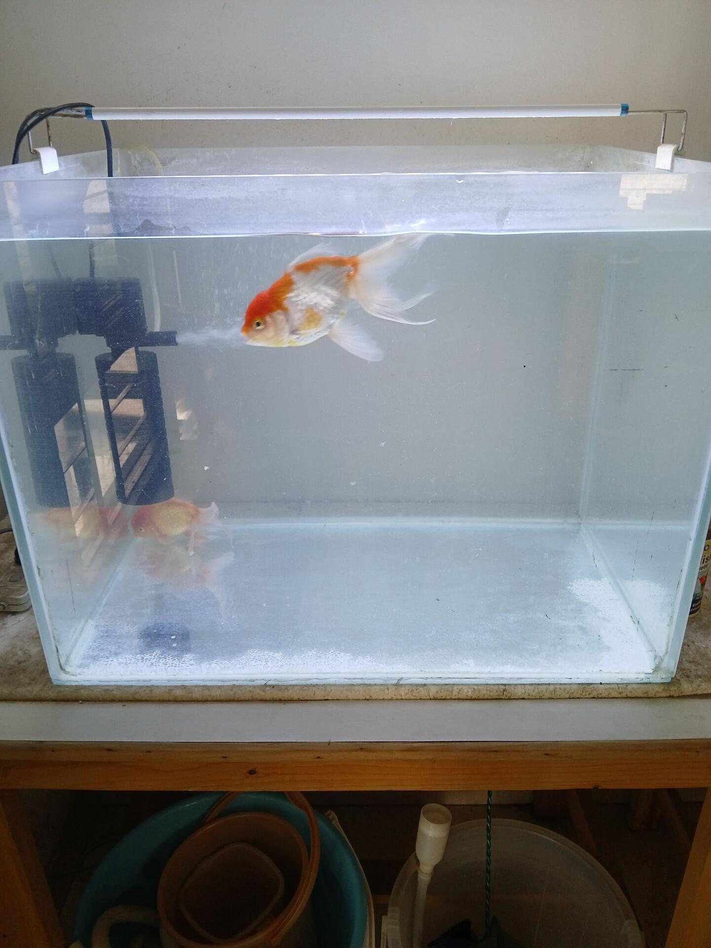 Fish-keeping is delightful with regular…