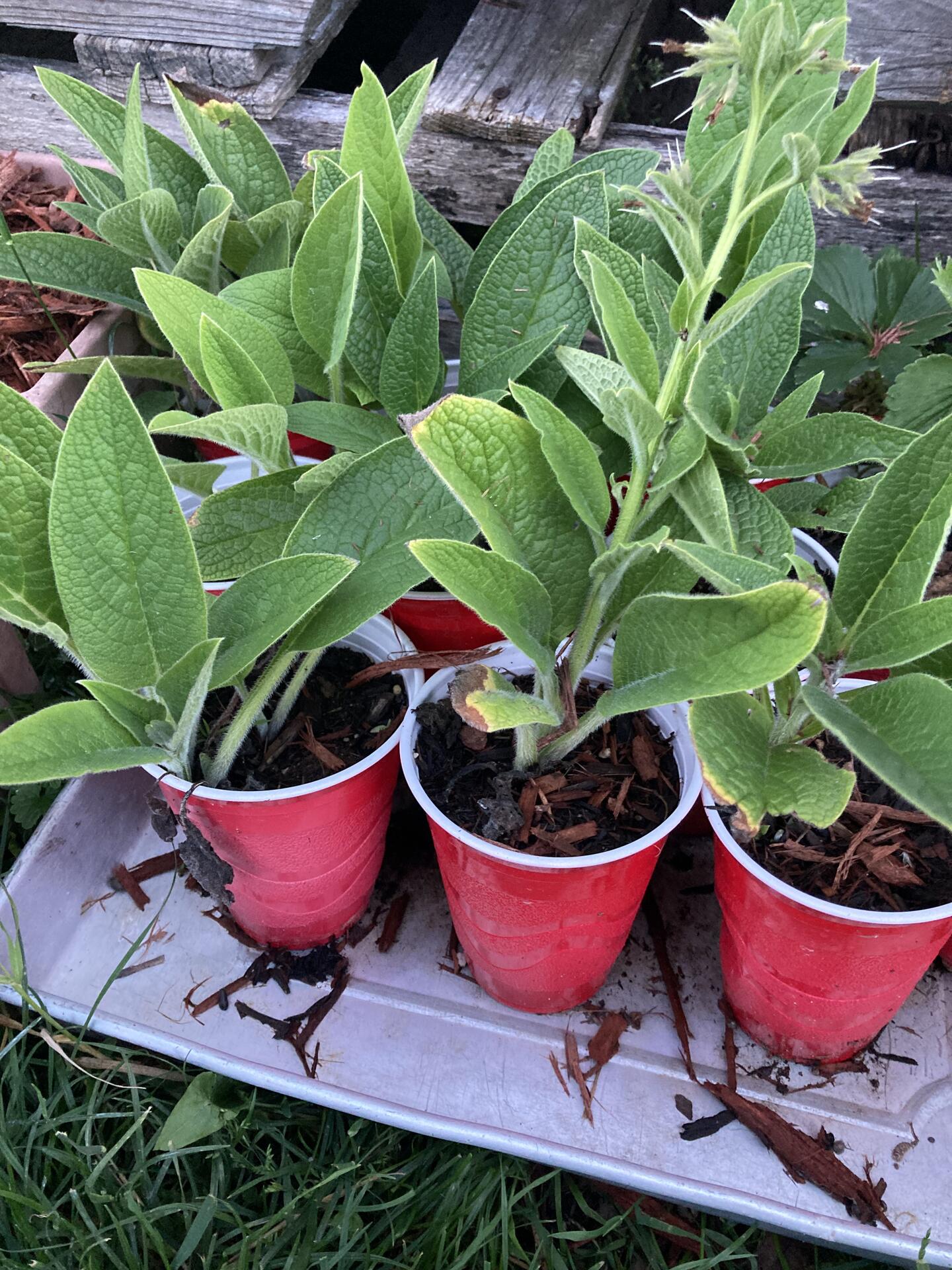 Comfrey looks good. Still have cuttings…