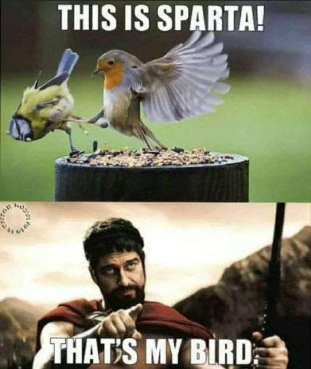 #Meme