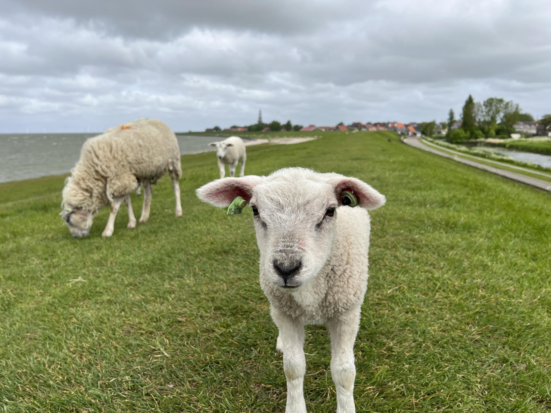 Sheeps in Hindeloopen, Friesland the Netherlands…