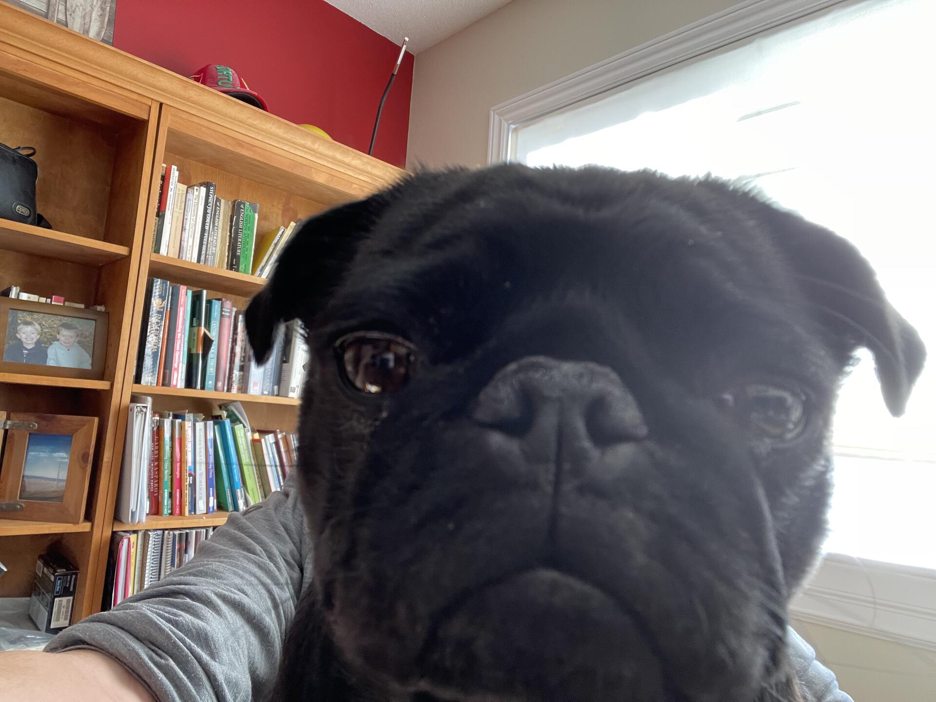 #nostrdogs