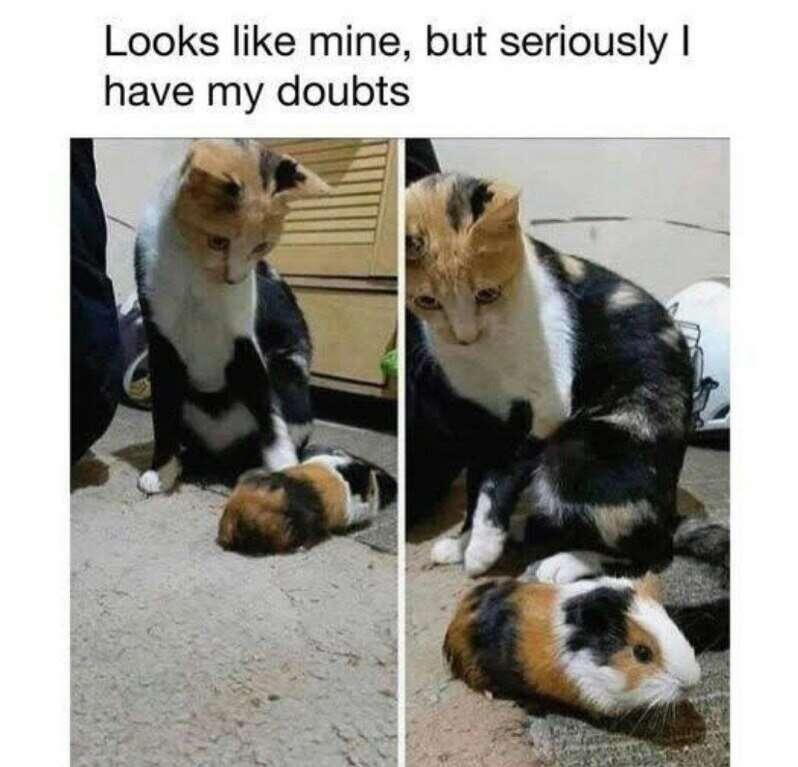 #Meme