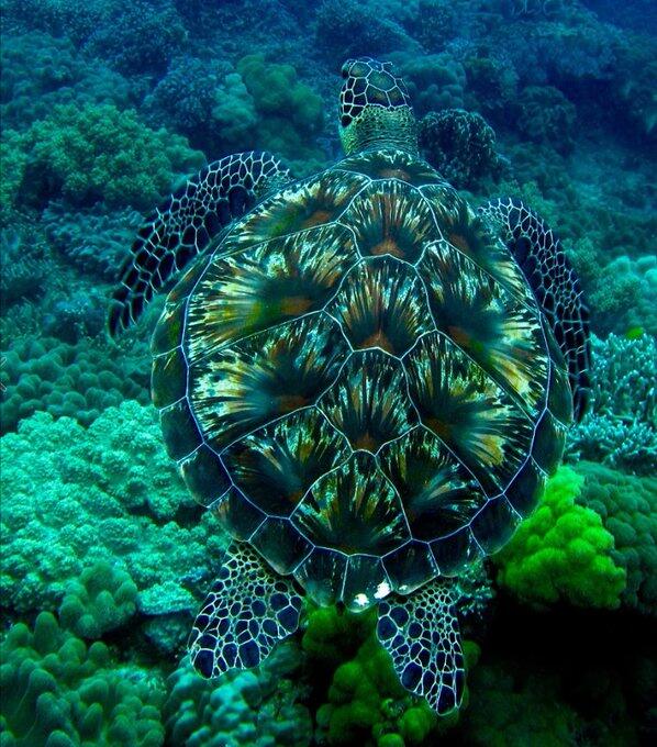 The hawksbill sea turtle is a…