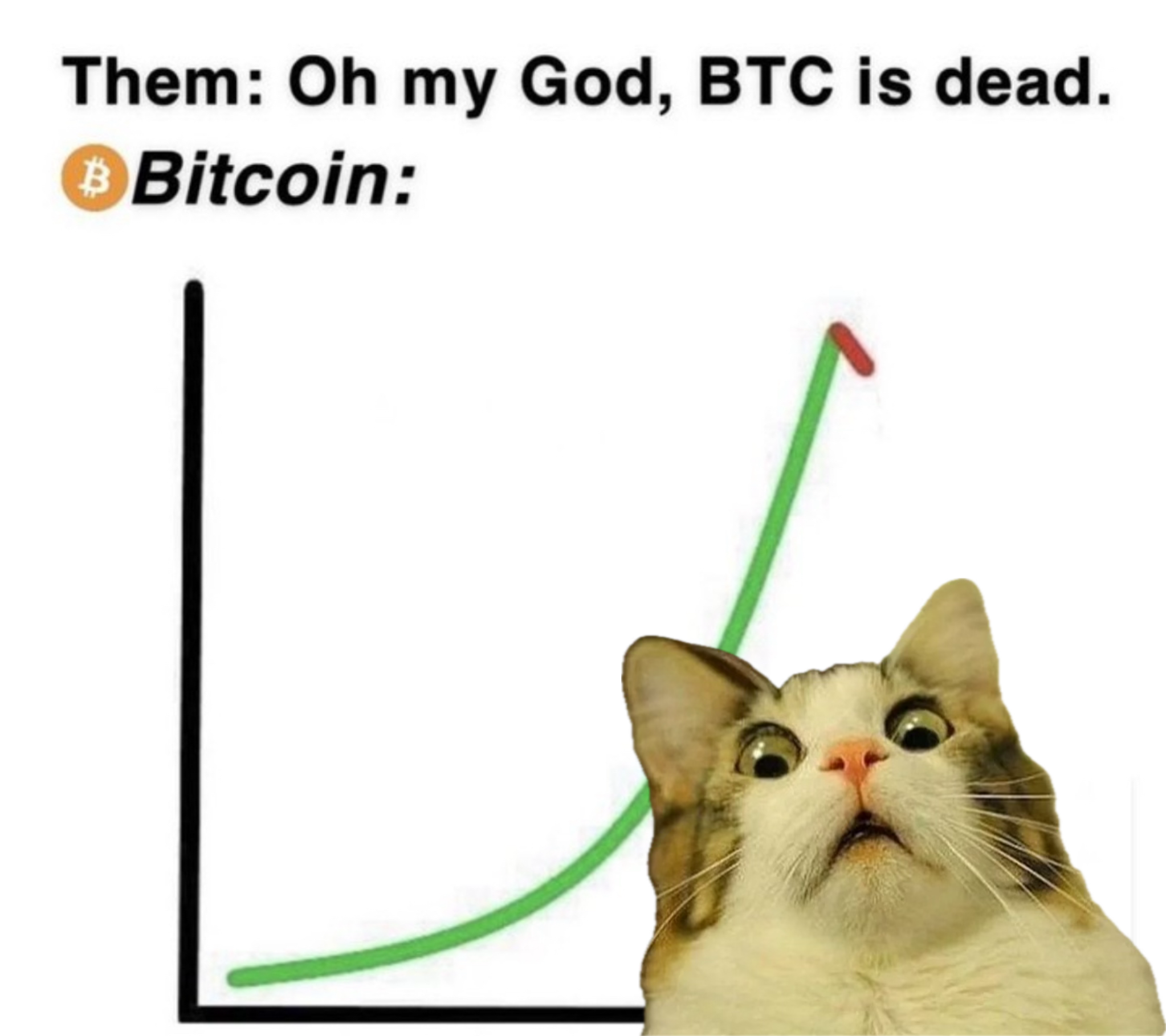 Them: OMG #Bitcoin is dead!