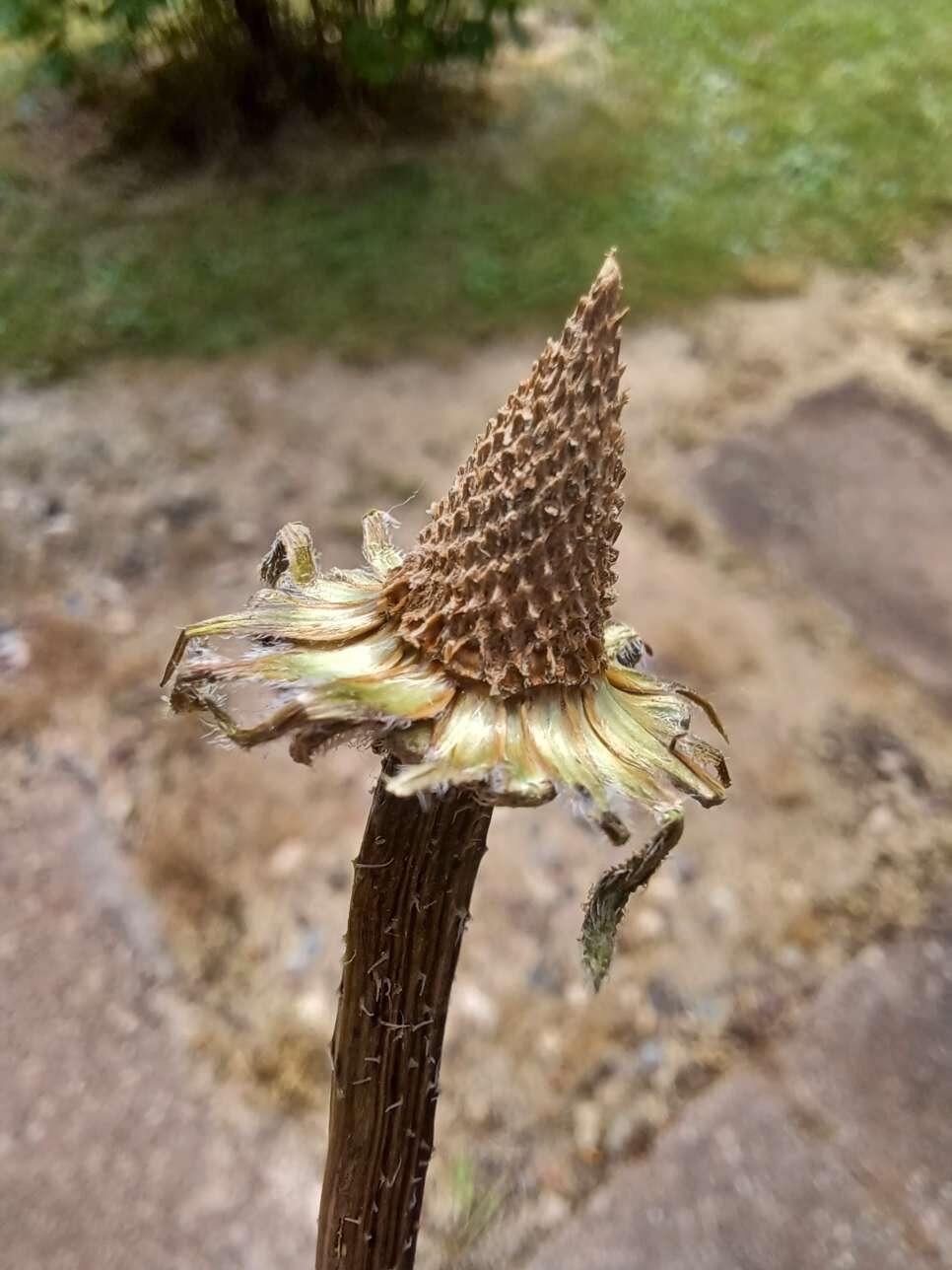 After stripping a coneflower's head,…