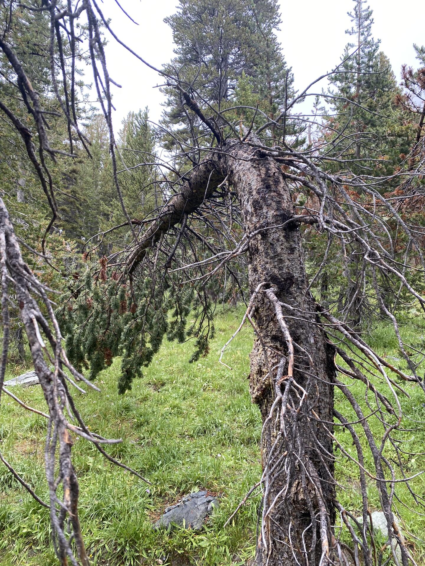 I found a bent tree the…