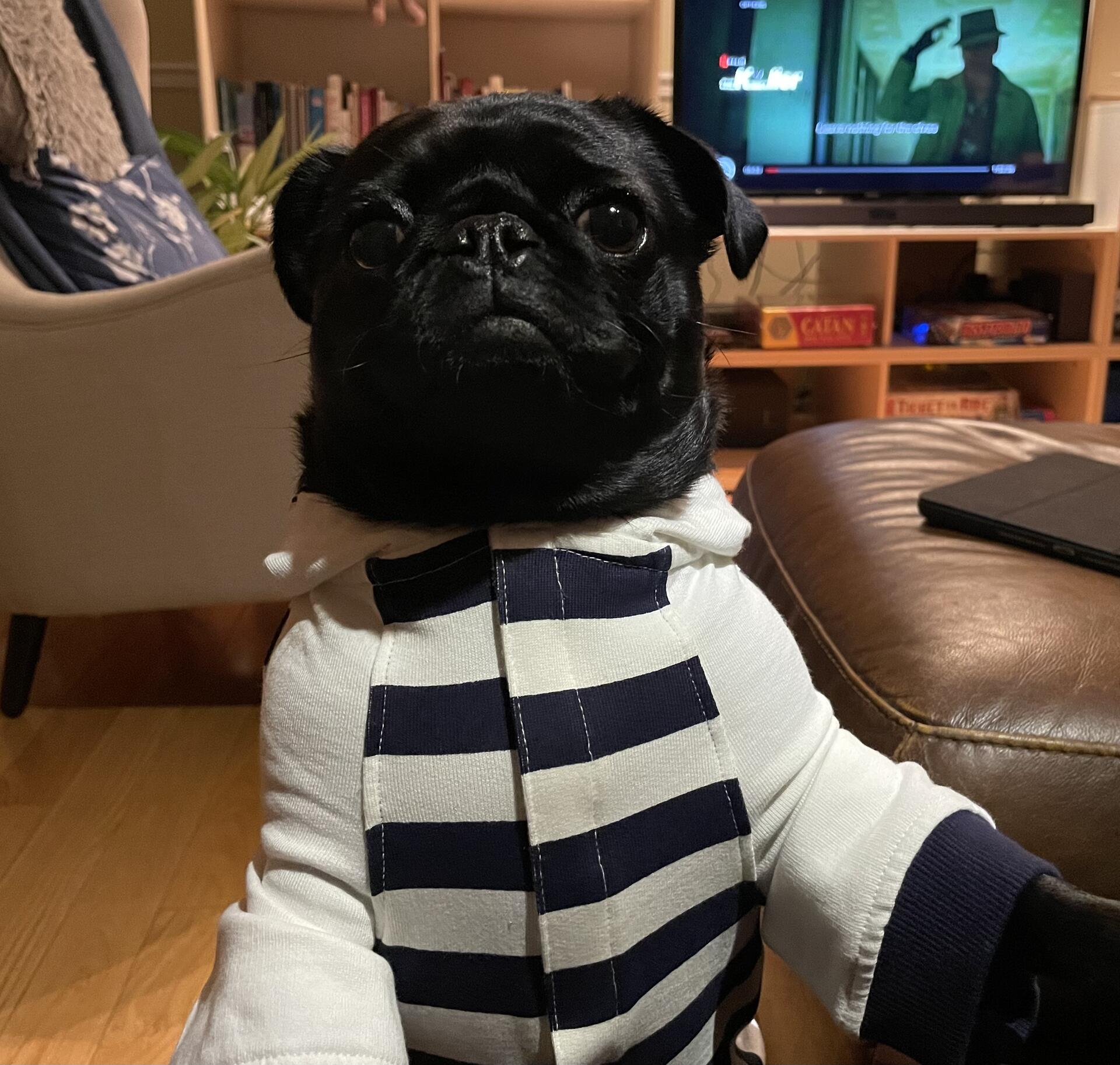 Hudson Bay Pug