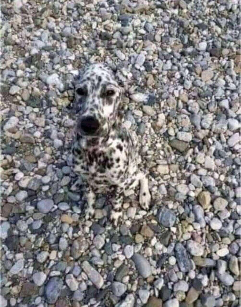 #dog #dogstr
