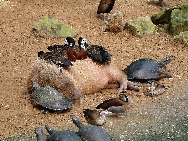 Capybaras are herbivores, therefore harmless to…