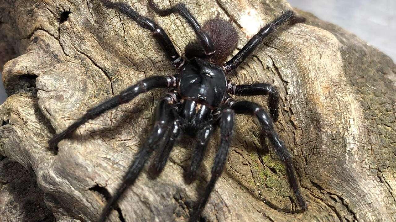 Newly discovered, most venomous #spider on…