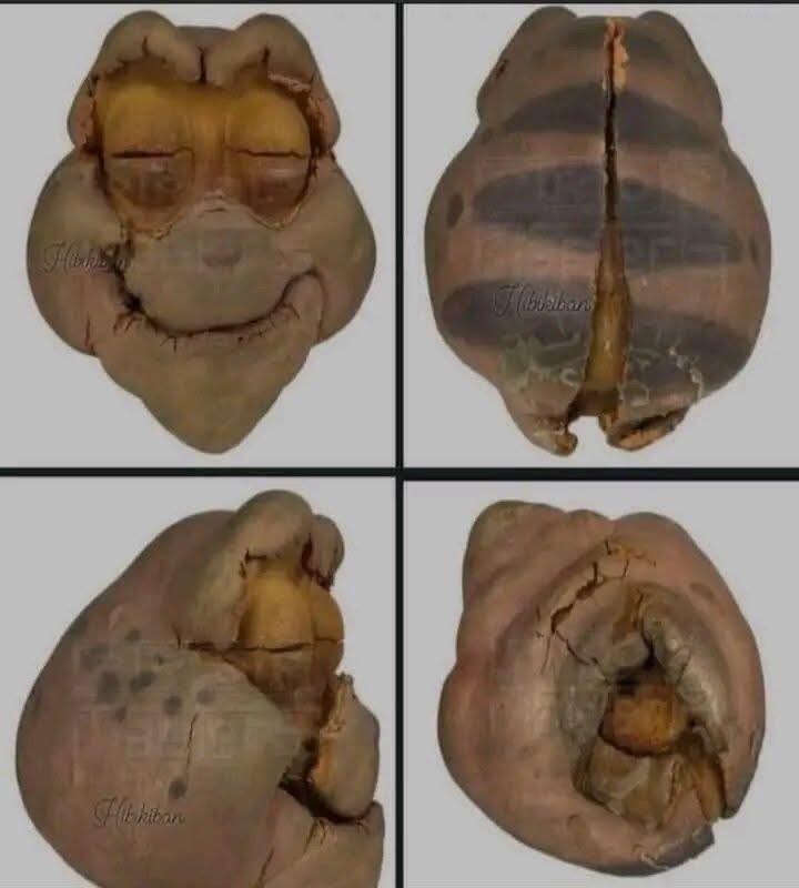 Fóssil do crânio de um dinossauro…