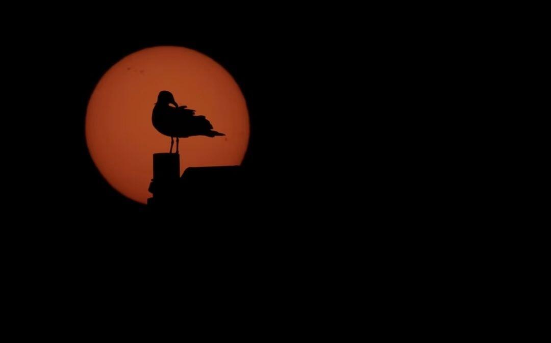 A silhouette of a bird on…