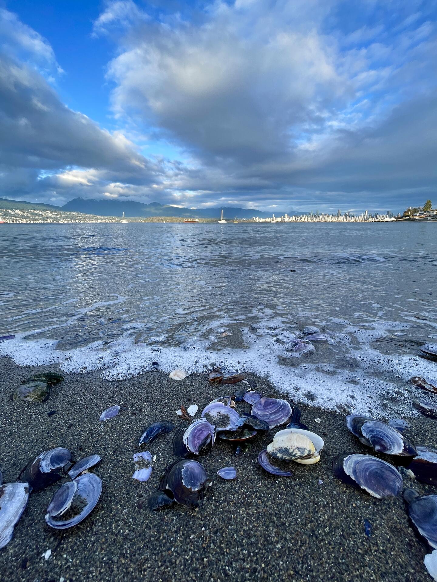 Sea shells 🐚 by the sea shore…