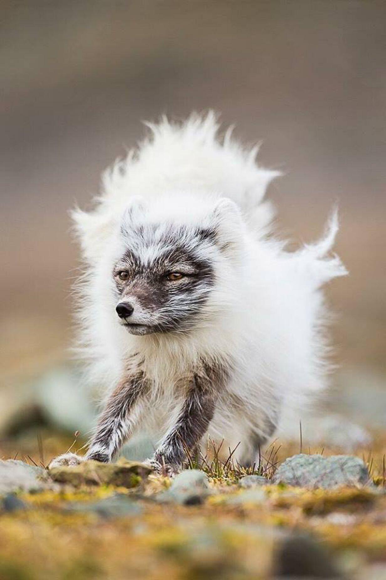 An arctic fox shedding its winter…