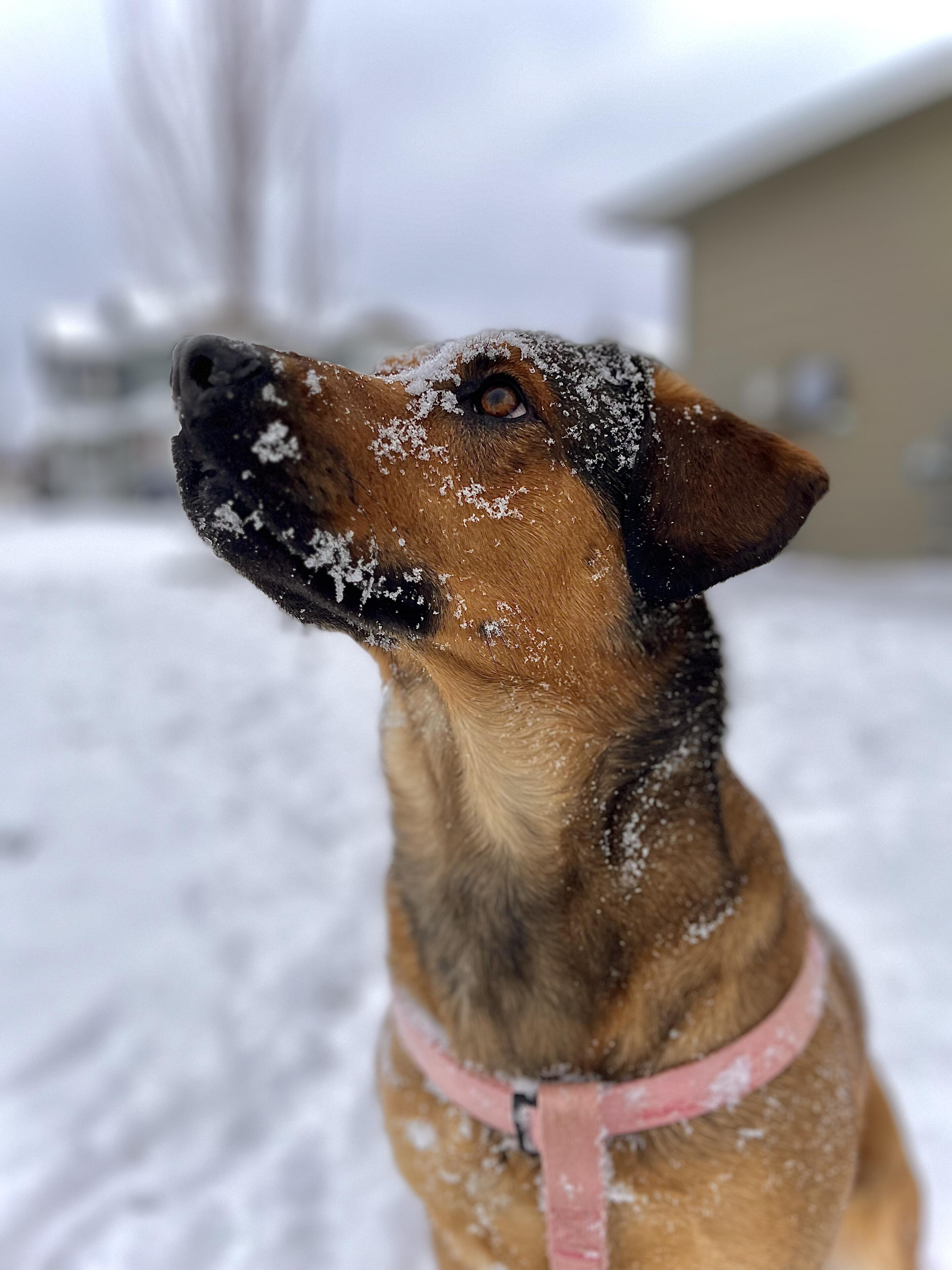 Snow puppers ❄️🐶