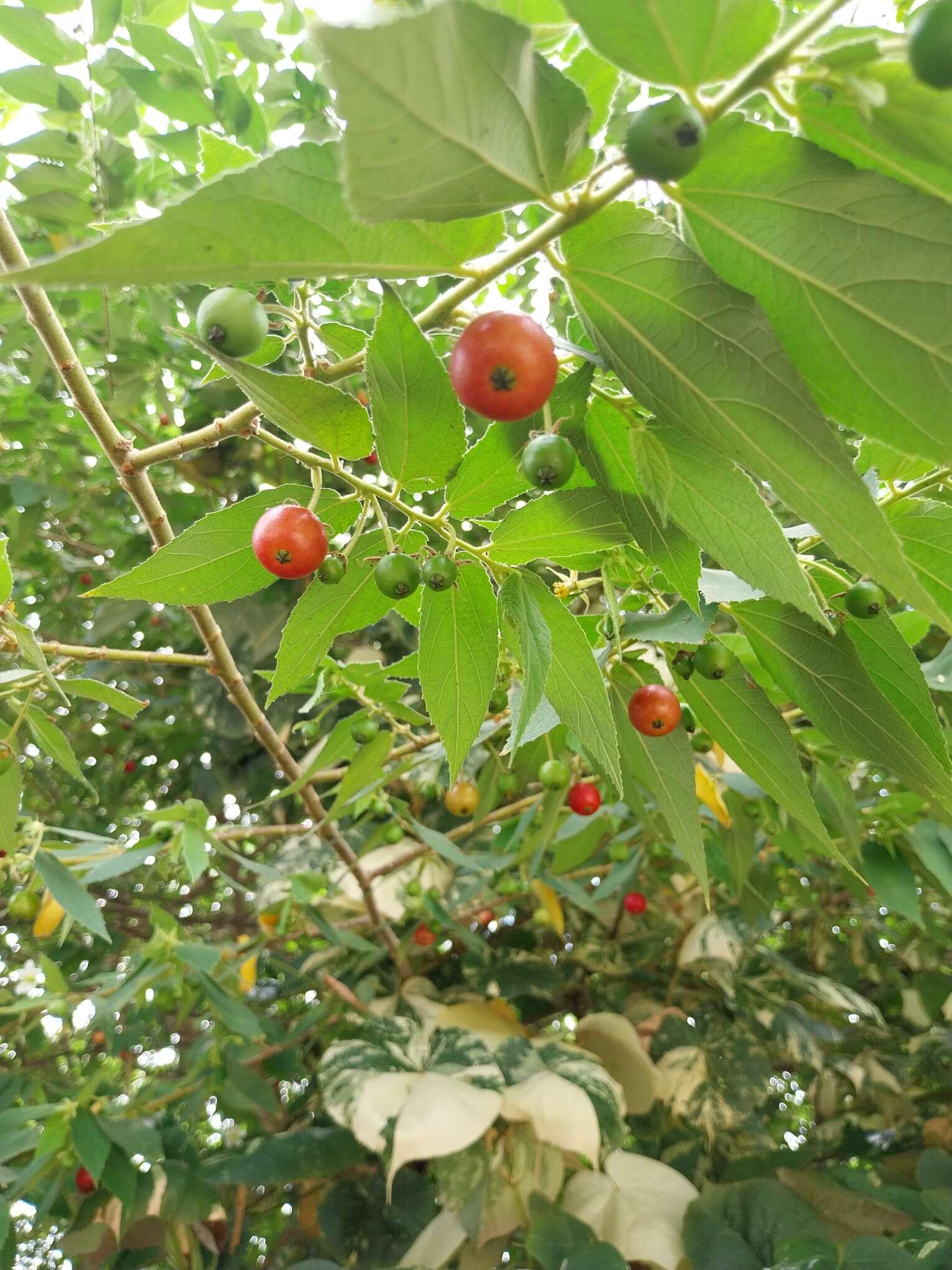 ตะขบบุ๊ฟเฟ่สำหรับนก