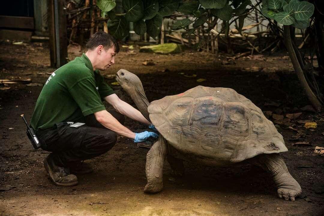 London Zoo's giant Galapagos tortoise…